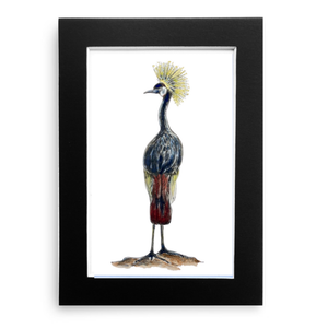 Crowned Crane - Original Watercolor Illustration