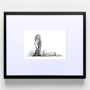 Barn Owl & Ferns - Original Pen & Ink Illustration