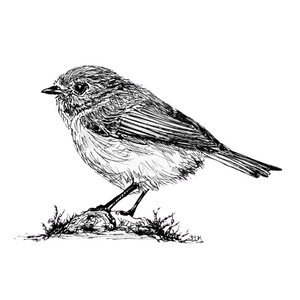 American Bushtit - Original Pen & Ink Illustration