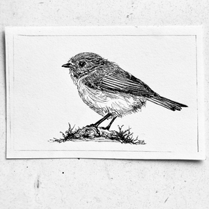 American Bushtit - Original Pen & Ink Illustration