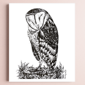 Sleeping Barn Owl - Fine Art Print