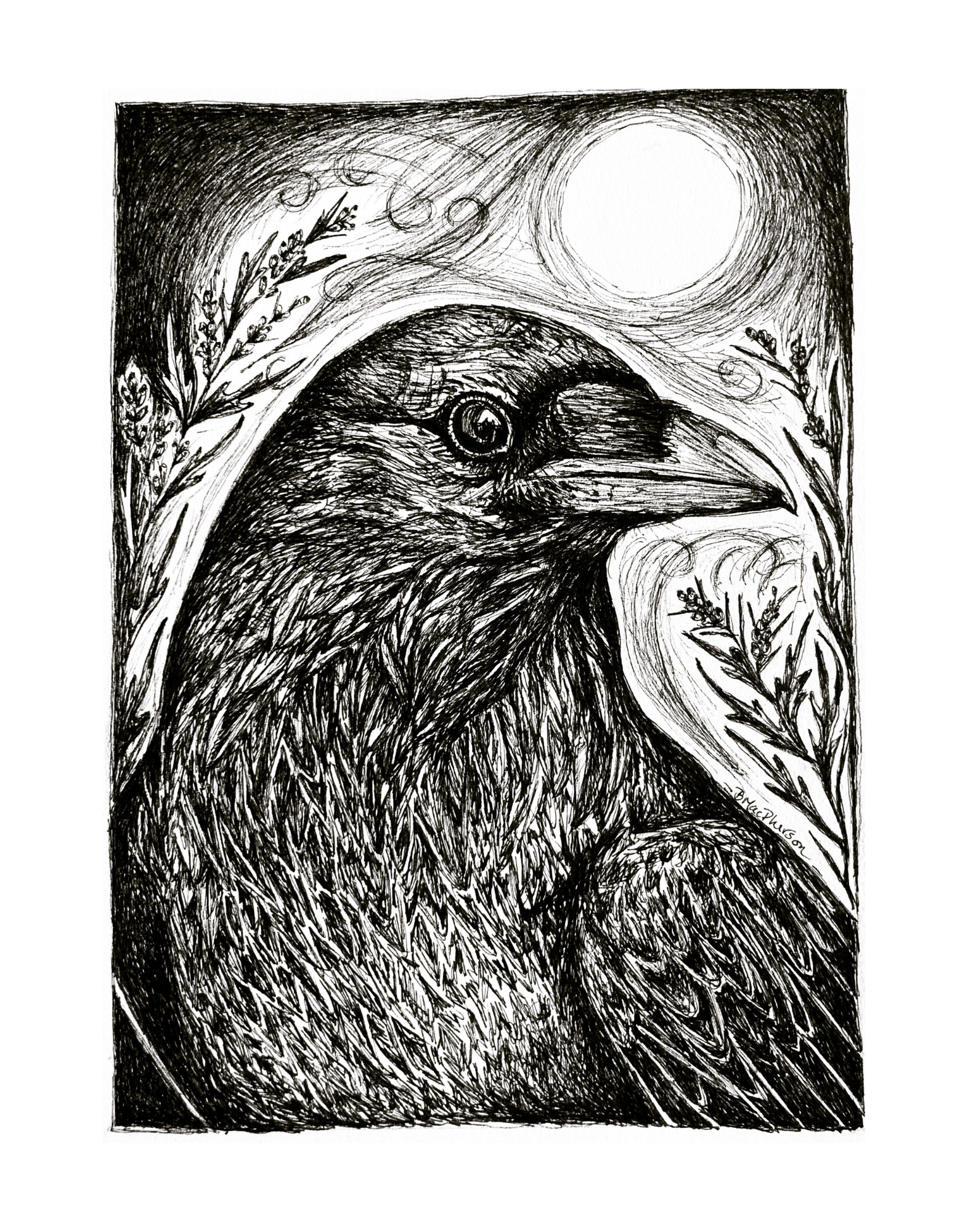 Midnight Messenger - Raven Fine Art Print