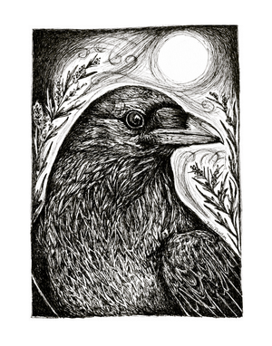 Midnight Messenger - Raven Fine Art Print