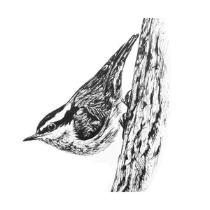 Nuthatch - Original 5x7 Pen & Ink Illustration