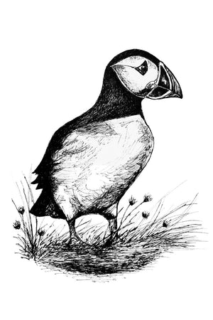 Staffa Island Puffin - Original Pen & Ink Illustration