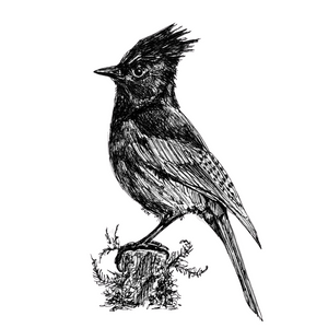 Stellars Jay - Original Pen & Ink Illustration