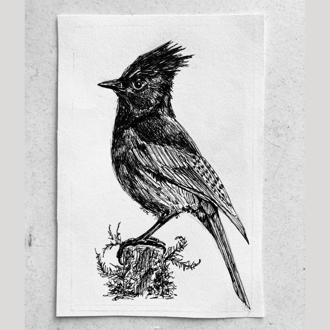 Stellars Jay - Original Pen & Ink Illustration